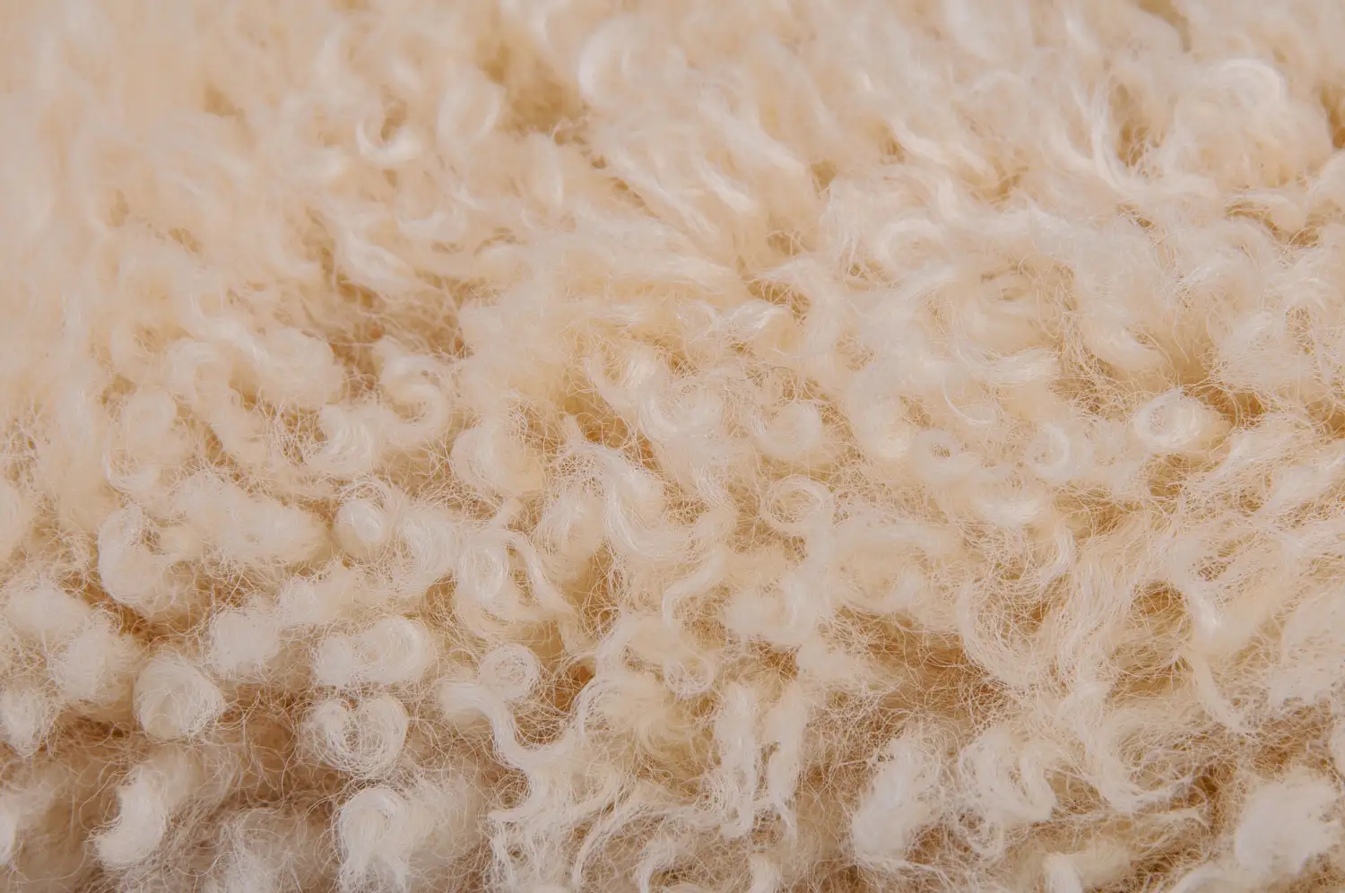Alpaca